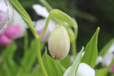 Showy Lady\'s Slipper_c0353373_02315638.jpg