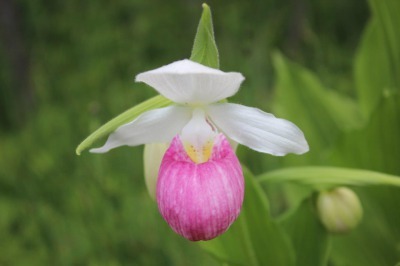 Showy Lady\'s Slipper_c0353373_02320476.jpg