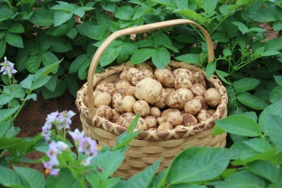 野菜の直売所_c0353373_04053353.jpg
