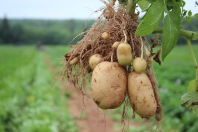 野菜の直売所_c0353373_04054123.jpg