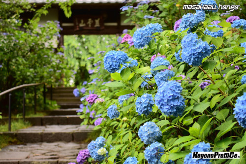 【おっ散歩カメラ放浪記:第12回】資福寺の紫陽花とマクロ撮影_b0008475_08564116.jpg