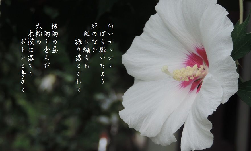 庭の木槿_c0187781_17533868.jpg