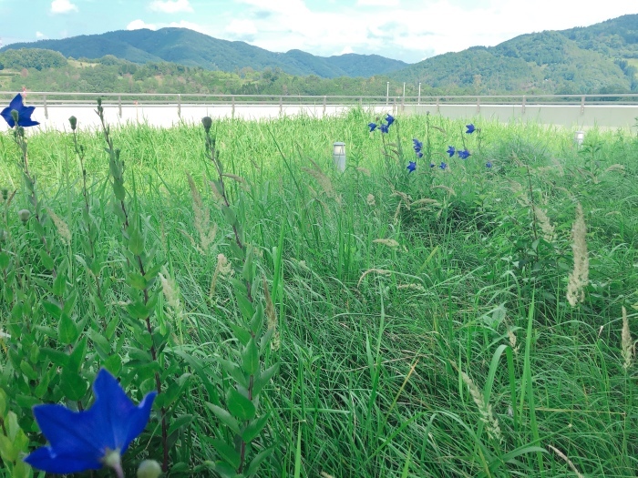 屋上庭園 9種→65種!_a0166183_16222418.jpg