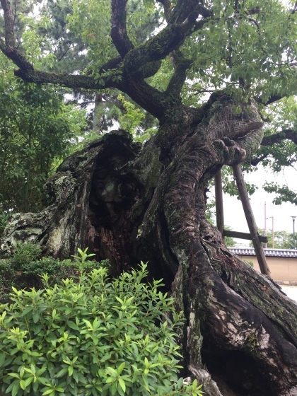 法隆寺と薬師寺と柿の葉寿司_a0258686_08150456.jpeg