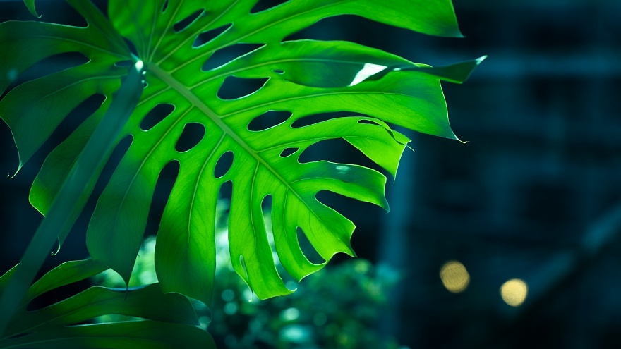 青緑に染まる光蜥蜴_d0353489_16481666.jpg