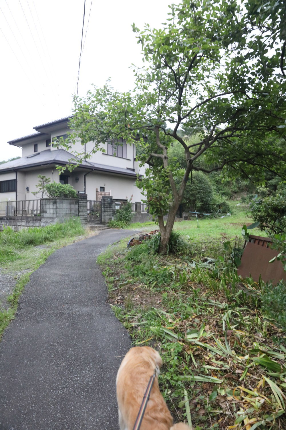下痢気味です_b0275998_11195077.jpg