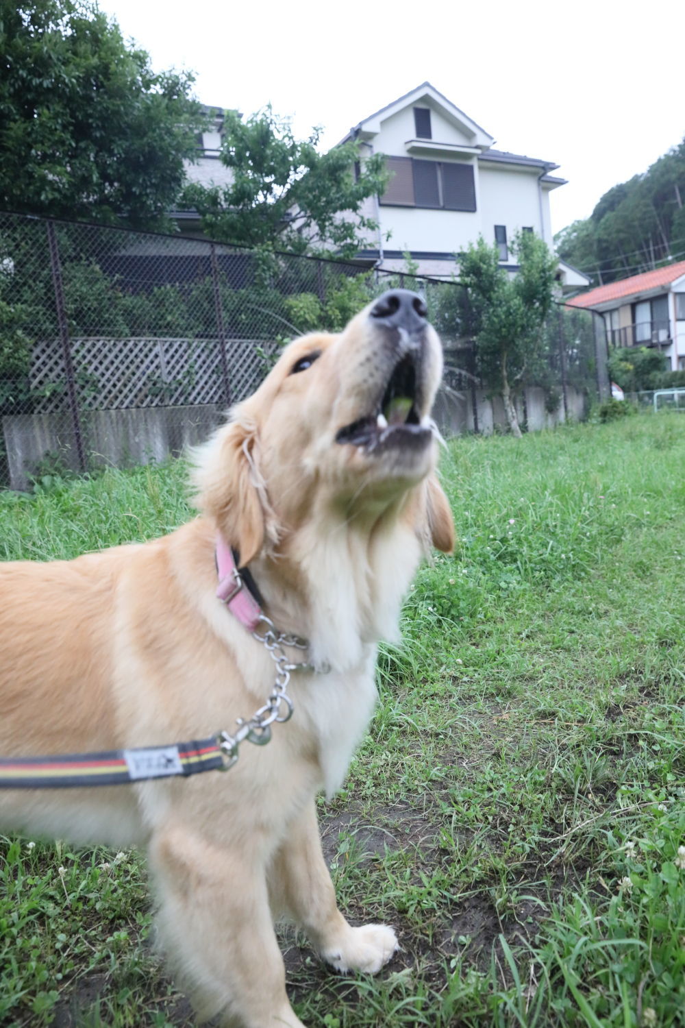 下痢気味です_b0275998_11245990.jpg