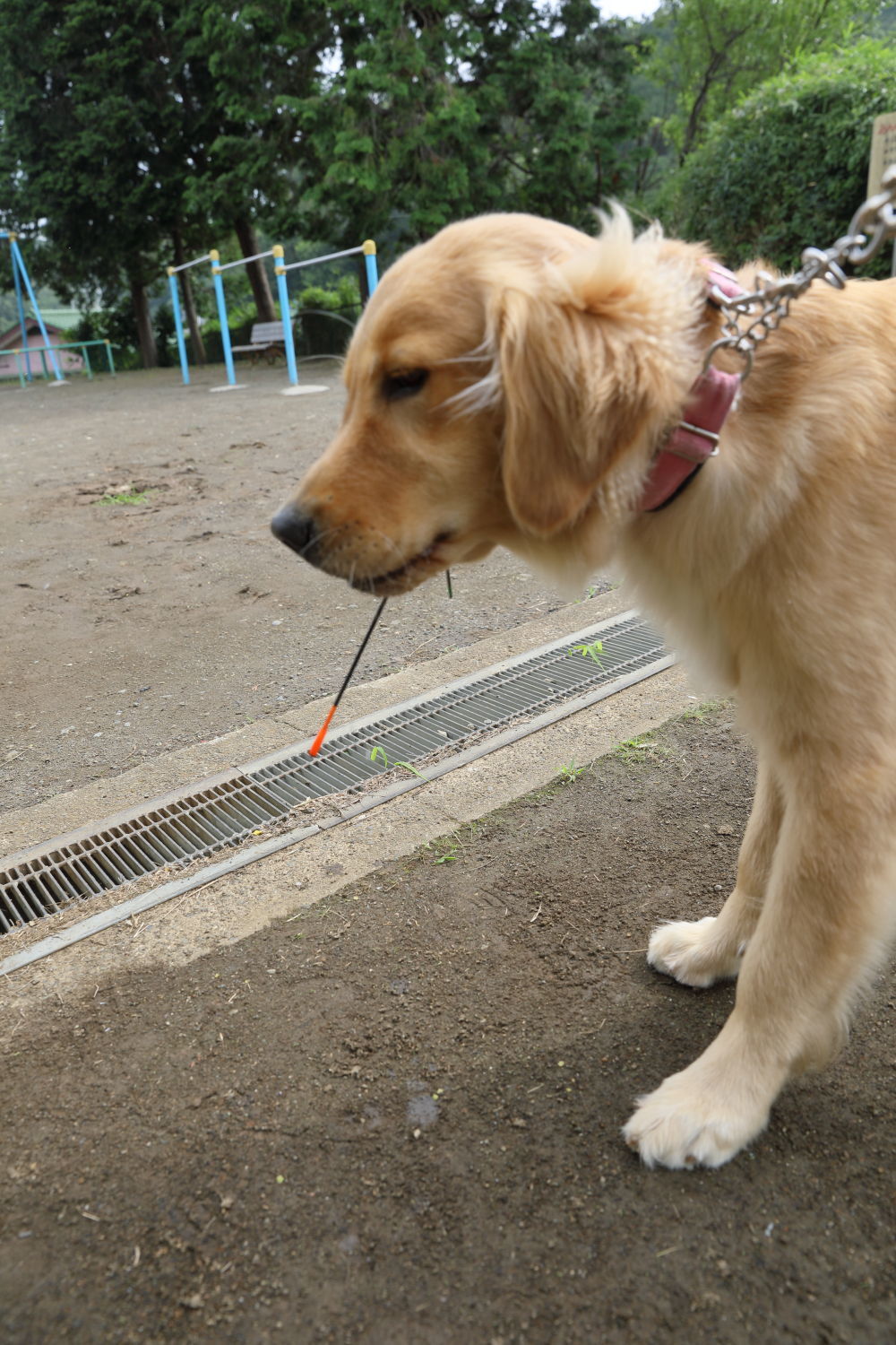 下痢気味です_b0275998_11351822.jpg