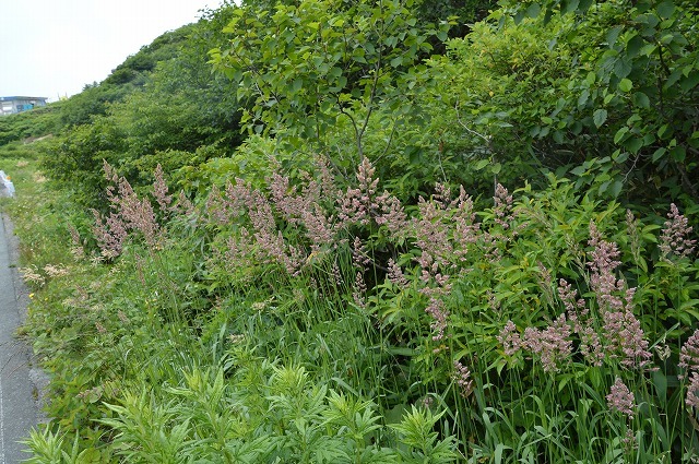 蔵王南・屏風岳 登山 その4_c0124100_19171293.jpg