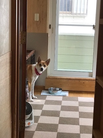 お散歩ですか?_f0242002_19180515.jpg