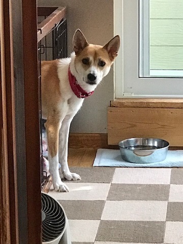 お散歩ですか?_f0242002_19182336.jpg