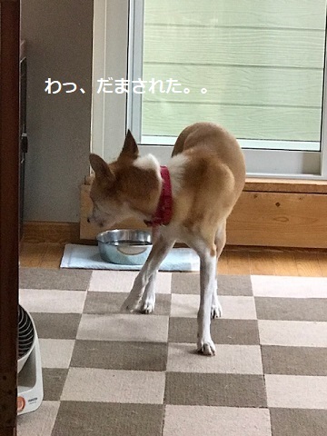 お散歩ですか?_f0242002_19192736.jpg