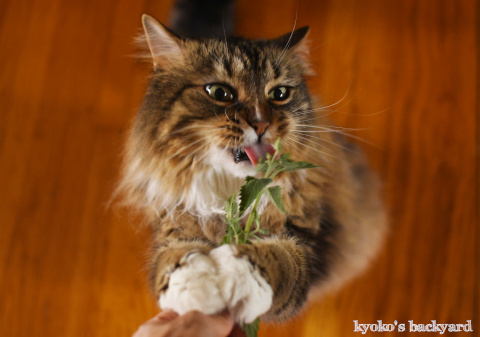 キャットニップに猫相が変わる_b0253205_09490713.jpg