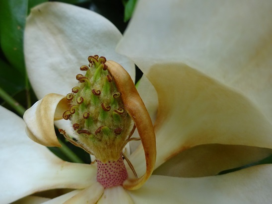 焼きすぎガトー アンビジブル フランス Bons Vivants Des Marais