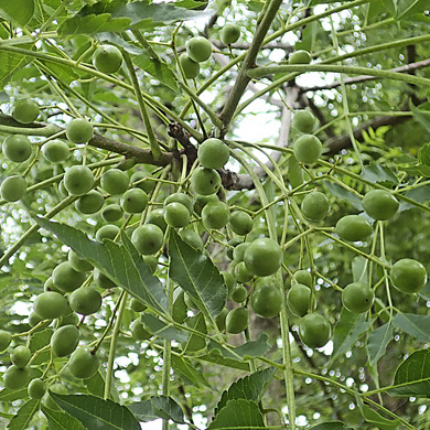 センダンの実 樹木見て歩き