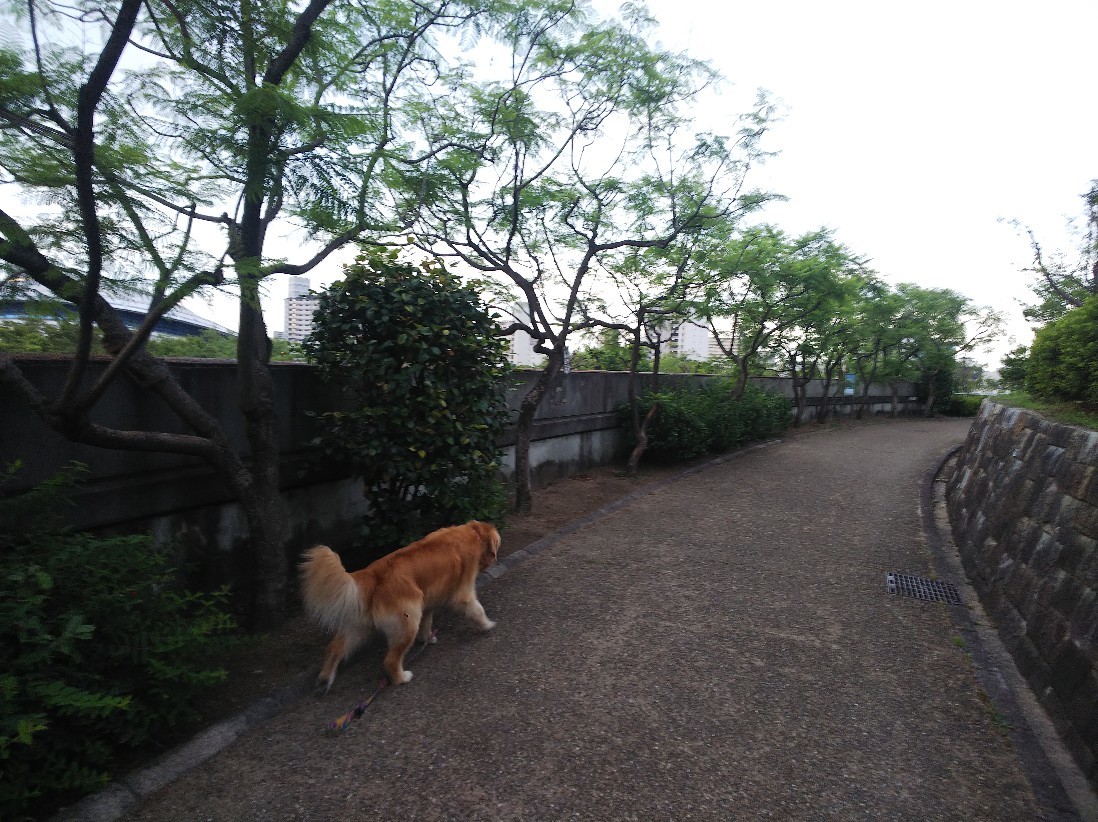 花_a0098418_10353772.jpg