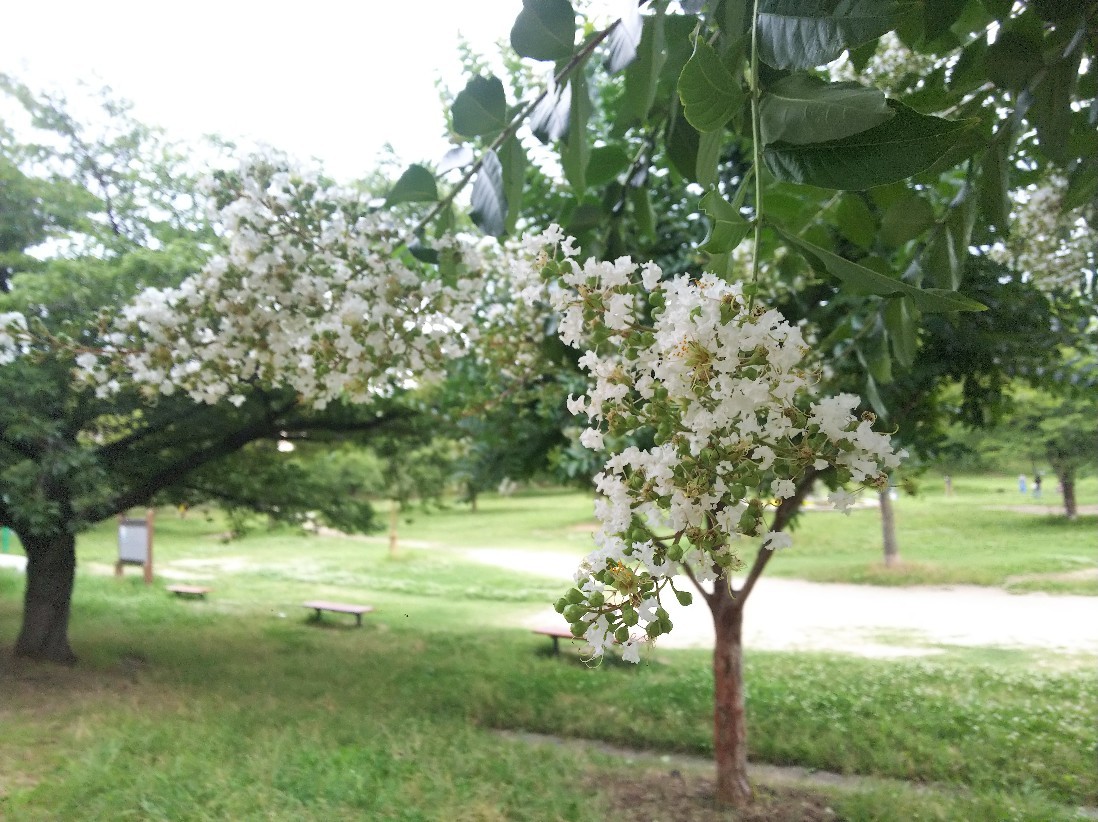 花_a0098418_10353794.jpg