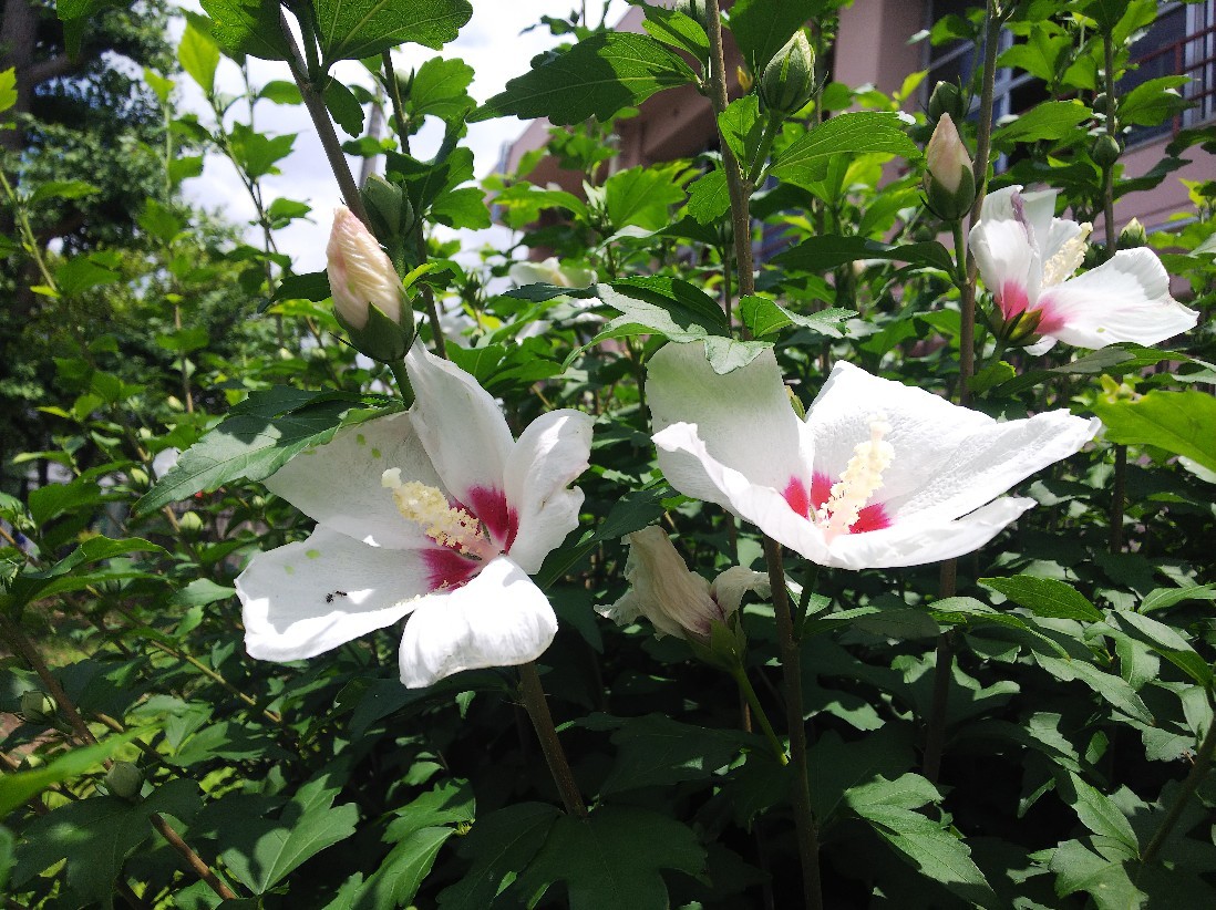 花_a0098418_10353896.jpg