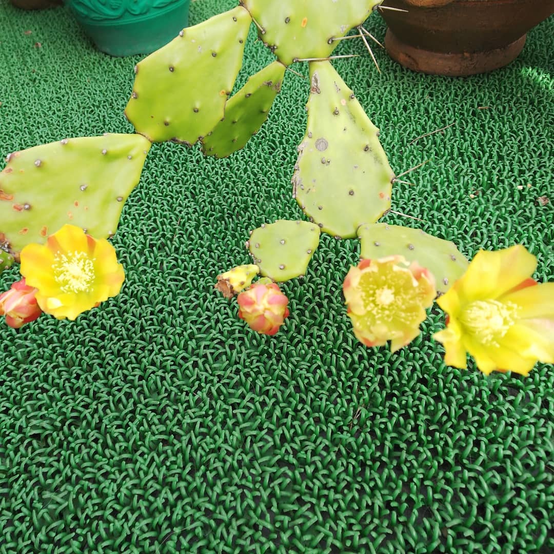 花_a0098418_10360393.jpg