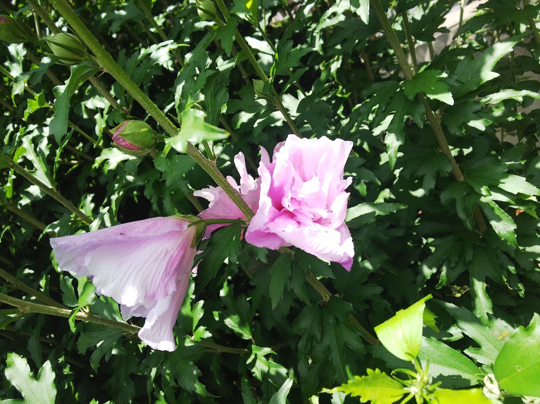 花_a0098418_10360397.jpg