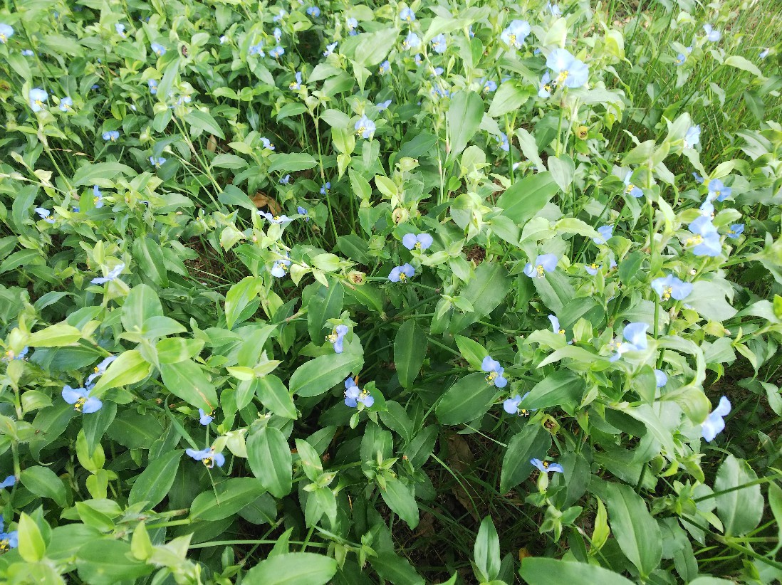花_a0098418_10414447.jpg
