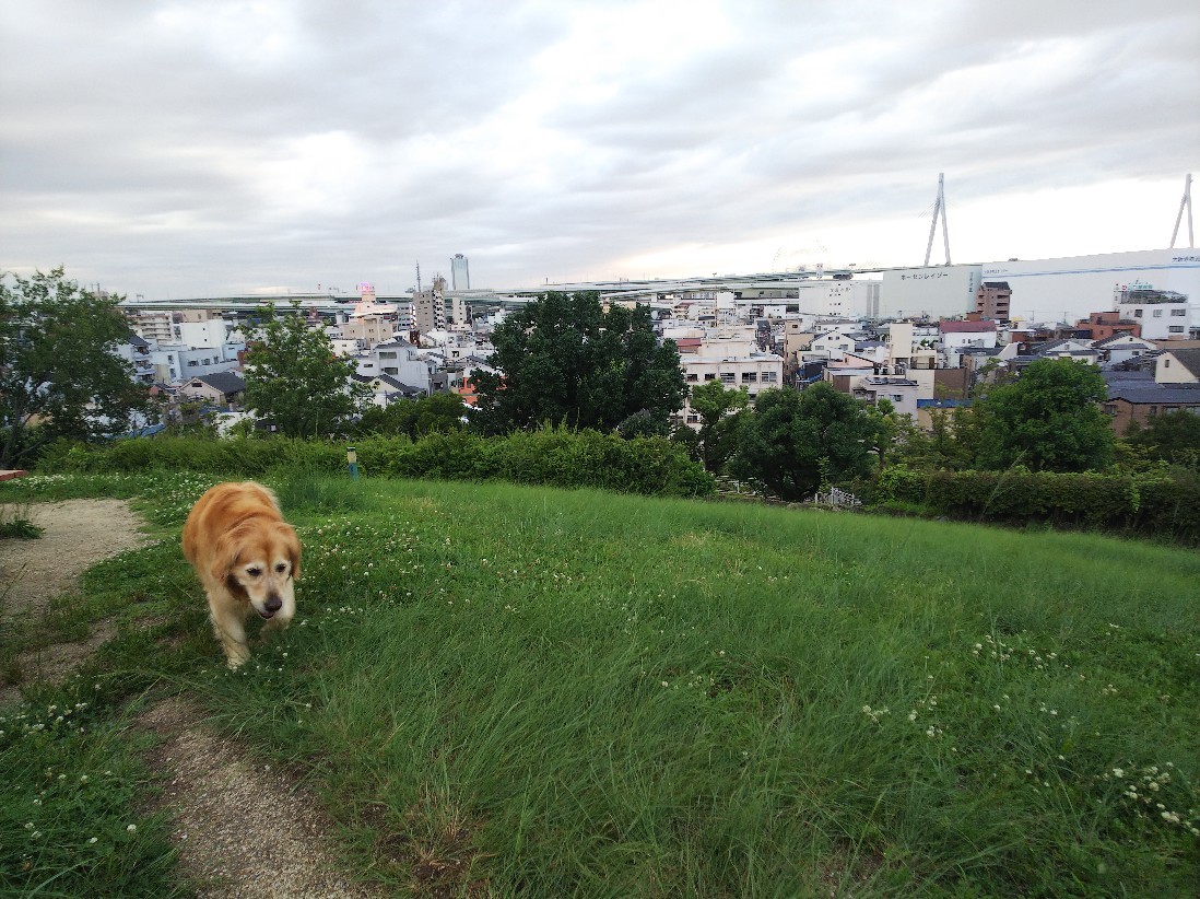 花_a0098418_10422614.jpg