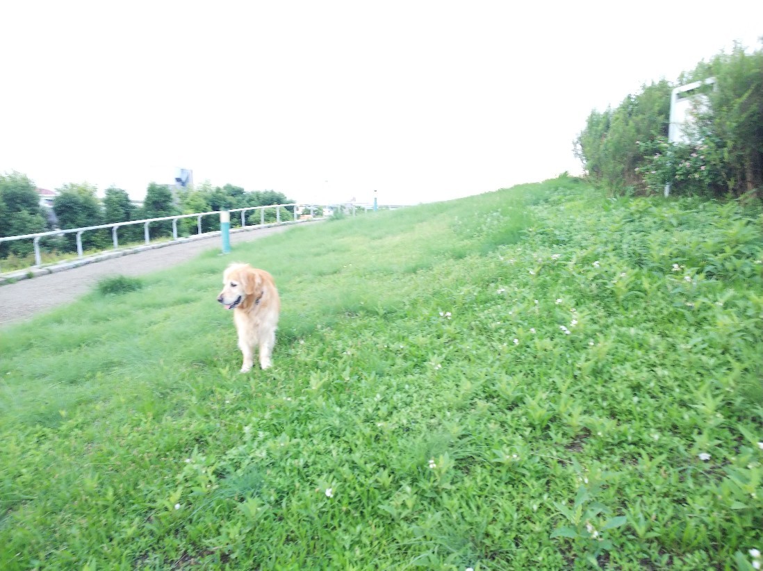 花_a0098418_10422721.jpg