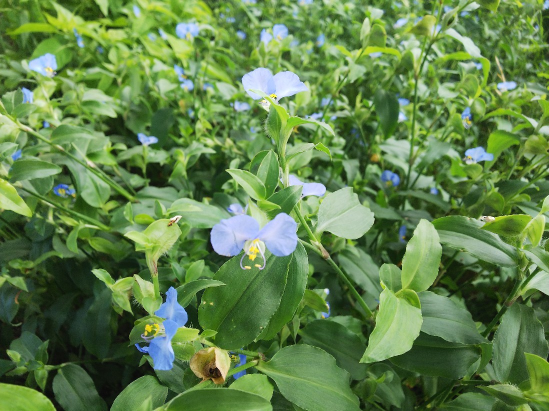 花_a0098418_10452990.jpg