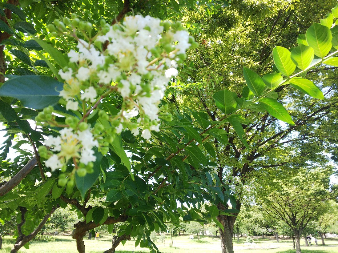 花_a0098418_10560008.jpg