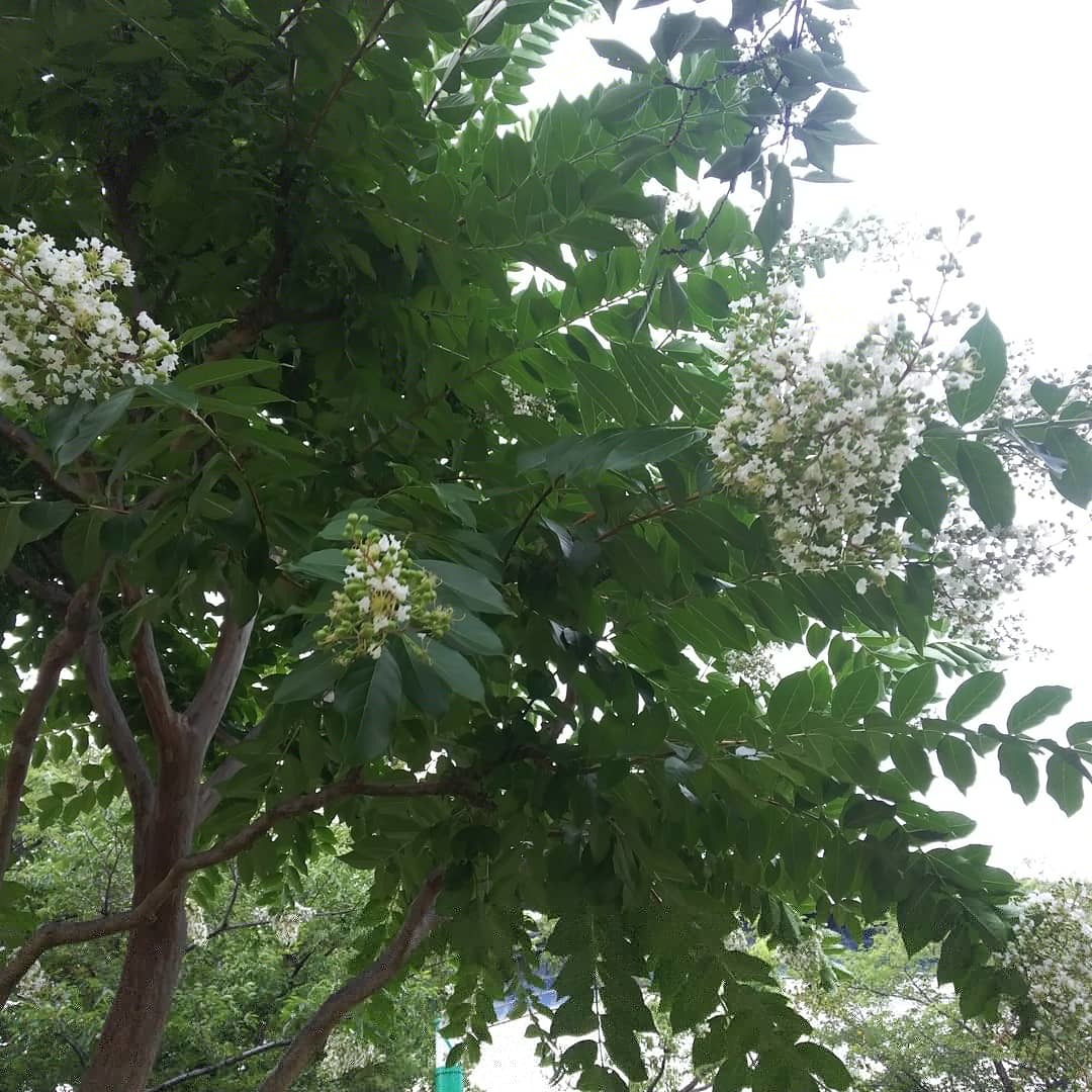 花_a0098418_10560037.jpg