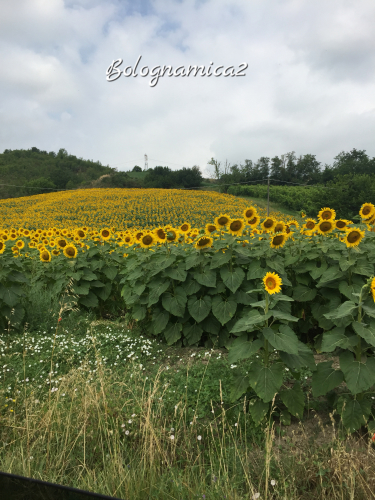 ひまわり満開🌻_b0338818_20231732.jpeg