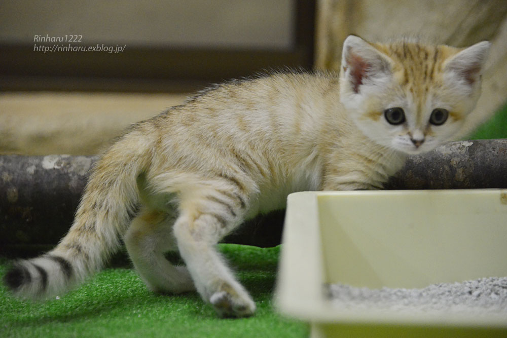 6 15 那須どうぶつ王国 スナネコのアミーラちゃん その2 Sand Cat Baby 青空に浮かぶ月を眺めながら
