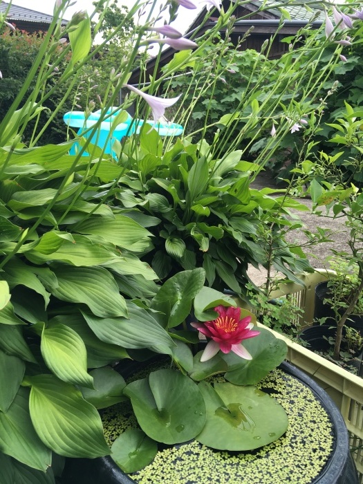 はす→水蓮_e0155231_22465945.jpeg