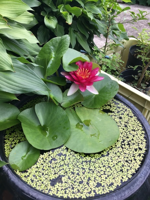 はす→水蓮_e0155231_22473530.jpeg