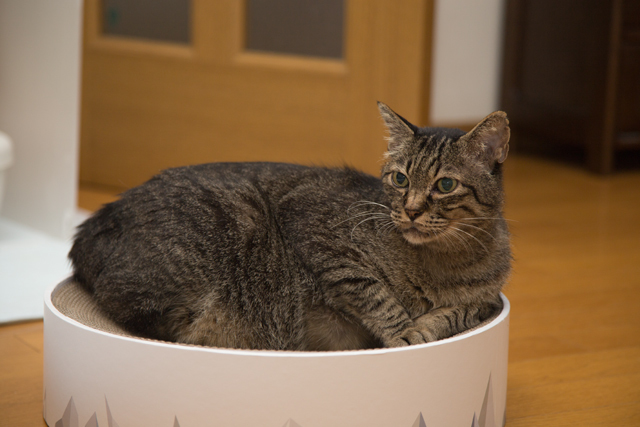 うれしいお供えジャストフィット。_d0355333_23234994.jpg