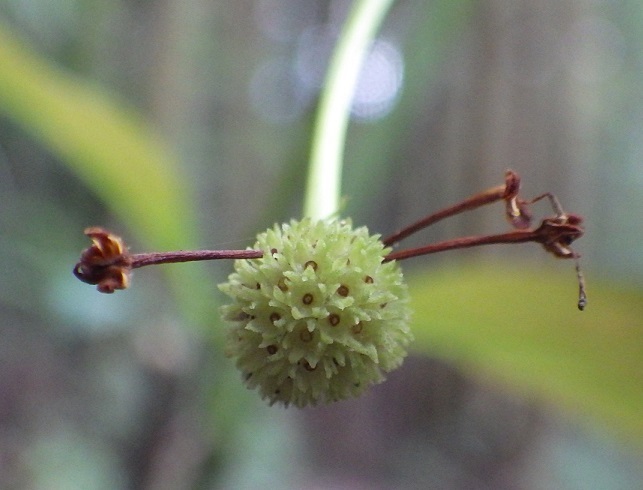 カギカズラ・オオバウマノスズクサのお花_e0164643_16145266.jpg