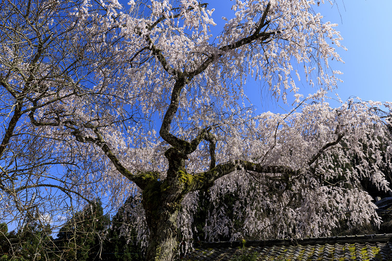 2020桜咲く京都 和束・大智寺のしだれ桜_f0155048_015369.jpg