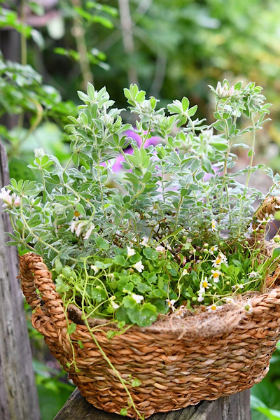 * 最近の寄せ植えから *_e0159050_06054302.jpeg