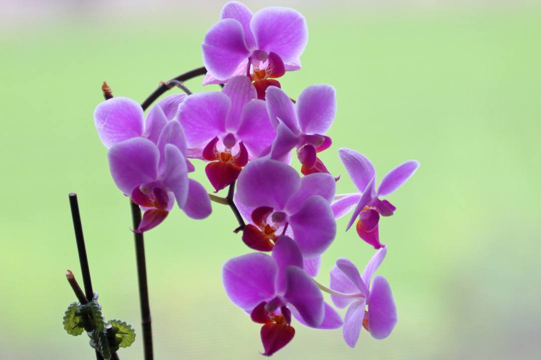 ハマヒルガオ_e0403850_20101395.jpg