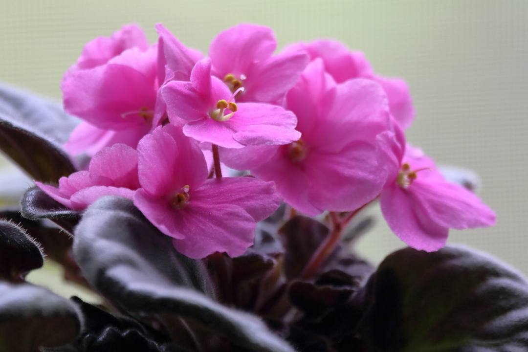 ハマヒルガオ_e0403850_20101861.jpg