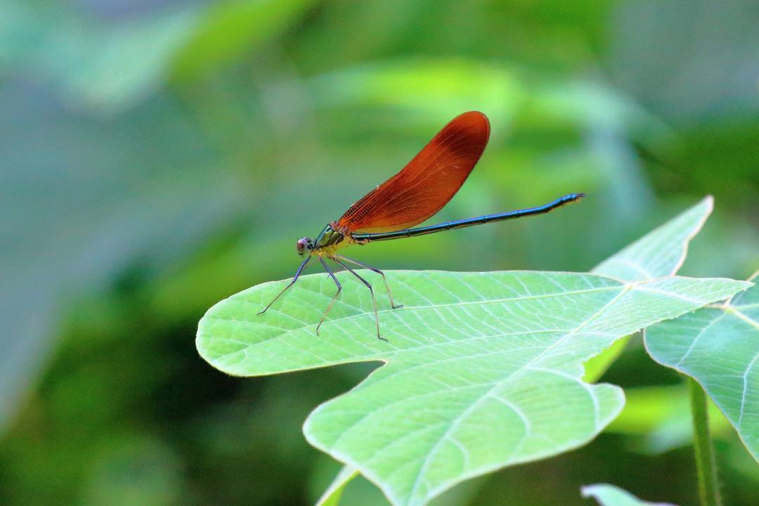 ハマヒルガオ_e0403850_20104810.jpg
