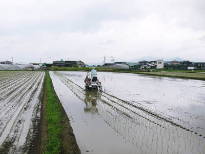 健康農園さんの田植え(2020)前編:野田さん田植えデビュー 無農薬栽培の美味しく安全な米粉も発売中!_a0254656_17062337.jpg