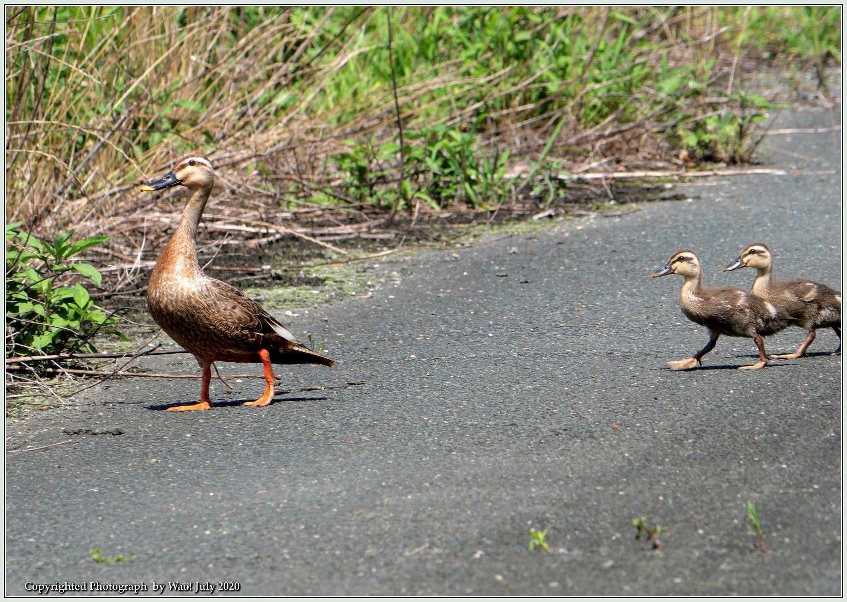 ダウンロード済み カルガモ 横断 カルガモ 横断 車 Nickykellerjp