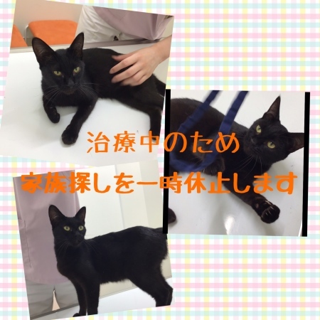 一時家族探しを休止します_c0138175_15002167.jpeg