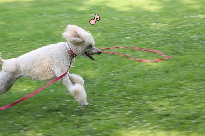 のどかな日曜日。_b0111376_15511908.jpg