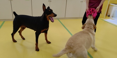 大型犬のドッグラン_f0357682_13402575.jpg