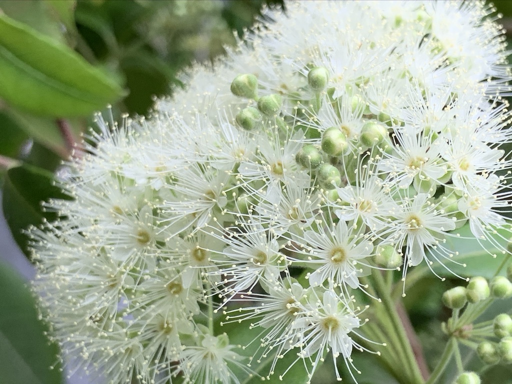 レモンマートルの花 いととはり