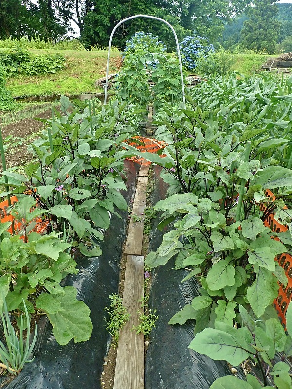 兼業農家の家庭菜園を覗いてみました_c0336902_18055221.jpg