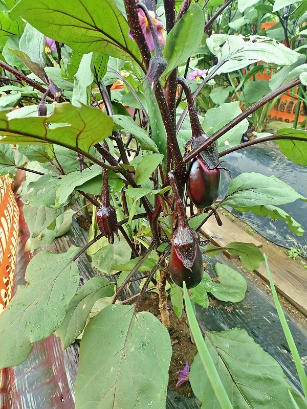 兼業農家の家庭菜園を覗いてみました_c0336902_18055675.jpg