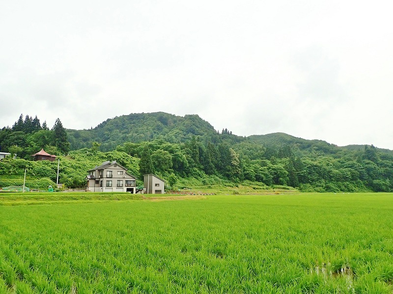 紫陽花とアマガエル_c0336902_18331106.jpg